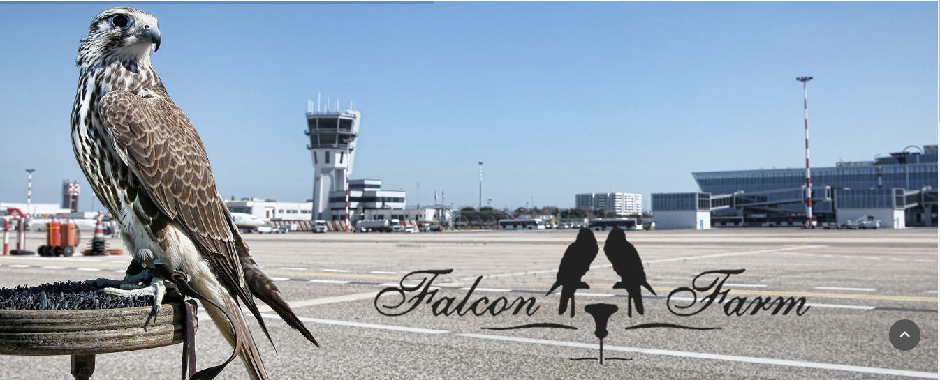 falcon_farm_new